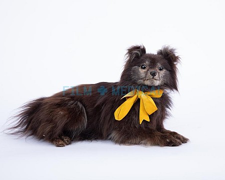 Victorian Taxidermy Dog